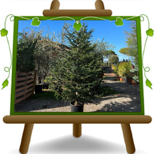 Albero natale vero piante - albero,