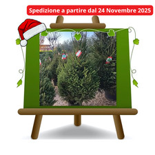 Albero di Natale VERO piante