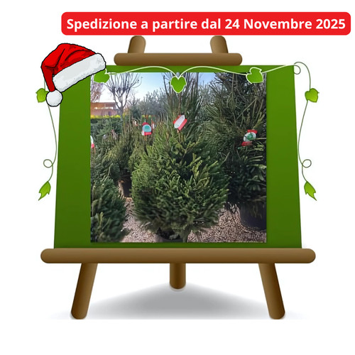 Albero natale vero piante - di,