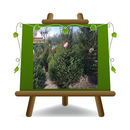 Albero natale vero piante - albero,