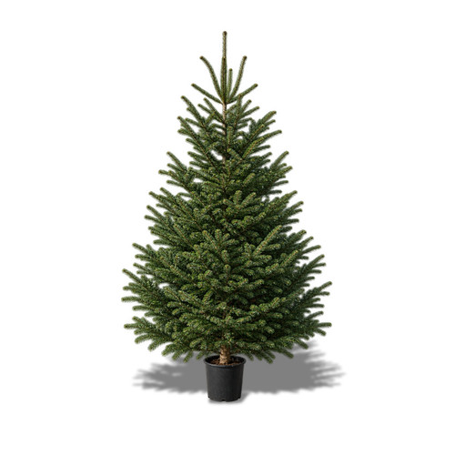 Albero natale vero piante - di,