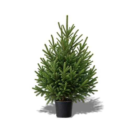 Albero natale vero piante - di,